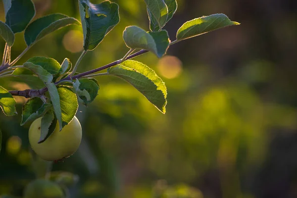 Äpplen Apple Trädgren Selektivt Fokus — Stockfoto