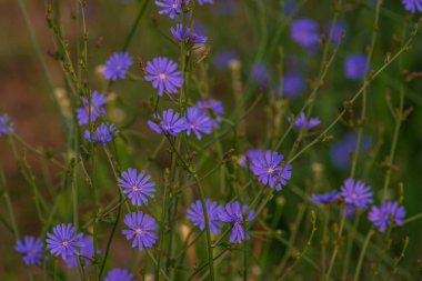 Odaklanmamış arka planda güzel bir hindiba çiçeği. Yüksek kalite fotoğraf. Seçici odaklanma. solucan
