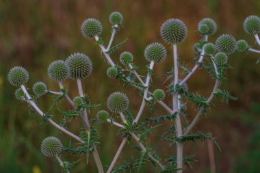 Echinops ritro L, Globe devedikeni, küçük dünya devedikeni. Echinops çiçek tohumu bahçesi. Echinops ritro çiçekleri güney globethistle Moldova olarak bilinir.