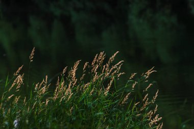 Kentucky Bluegrass (poa pratensis) in sunset light  Summer selective focus. Beautiful Glyceria maxima,  Great Manna Grass, Reed Mannagrass, and Reed Sweet-grass, growing water  lake