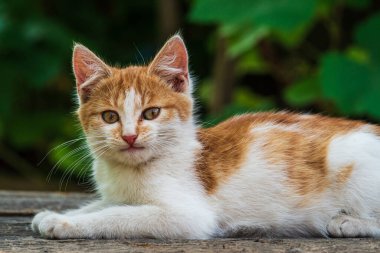 Kırmızı, yeşil, mavi gözlü, küçük, kırmızı kedicik. Kızıl, şirin bir kedi portresi. Mutlu sevimli kedi, güzel pofuduk kırmızı turuncu kedi çimlerin üzerinde uzan.