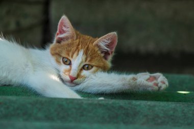 Kırmızı, yeşil, mavi gözlü, küçük, kırmızı kedicik. Kızıl, şirin bir kedi portresi. Mutlu sevimli kedi, güzel pofuduk kırmızı turuncu kedi çimlerin üzerinde uzan.