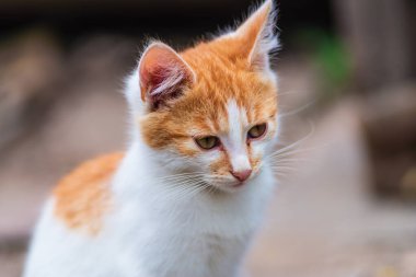 Kırmızı, yeşil, mavi gözlü, küçük, kırmızı kedicik. Kızıl, şirin bir kedi portresi. Mutlu sevimli kedi, güzel pofuduk kırmızı turuncu kedi çimlerin üzerinde uzan.