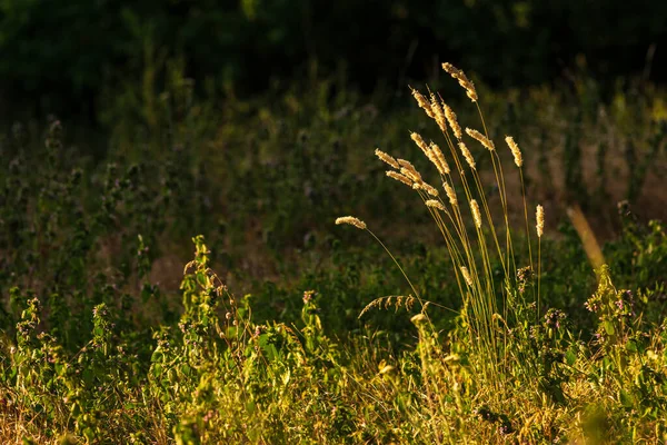 Melica Ciliata Fluffy Ears Grass Known Hairy Melic Silky Spike — Stockfoto