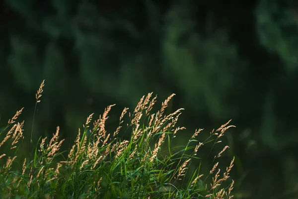 Kentucky Bluegrass Poa Pratensis Sunset Light Summer Selective Focus Beautiful — Stockfoto