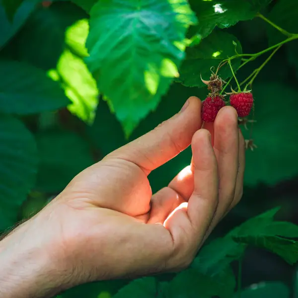 Hand Picking Collecting Raspberries Garden Bush Red Berry Branch Close — Stock Photo, Image