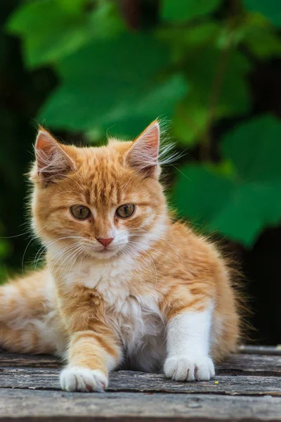 Gato Vermelho Com Verde Amável Olhos Azuis Gatinho Vermelho Retrato — Fotografia de Stock