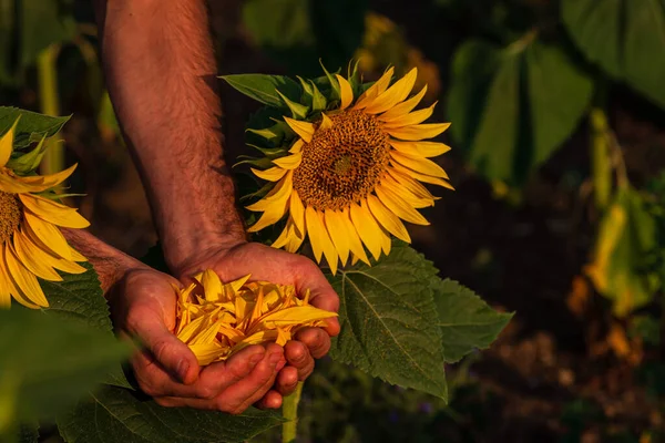 One Beautiful Sunflower Sunrise Natural Background Selective Focus Golden Light — Stock Fotó