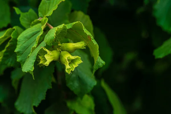 Green Hazelnut Grows Tree Moldova — Stockfoto