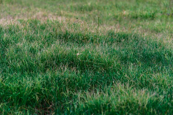 Natural Green Grass Background Fresh Lawn Top View Dry — Foto Stock