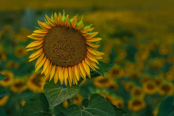 Uno Bella Girasole Alba Con Uno Sfondo Naturale Concentrazione Selettiva — Foto Stock