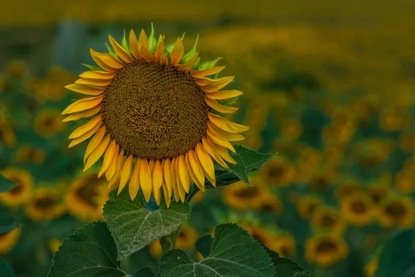 One Beautiful Sunflower Sunrise Natural Background Selective Focus Golden Light —  Fotos de Stock