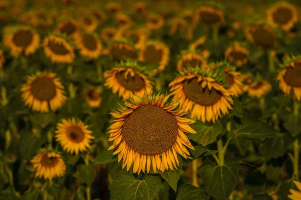 One Beautiful Sunflower Sunrise Natural Background Selective Focus Golden Light — Foto Stock
