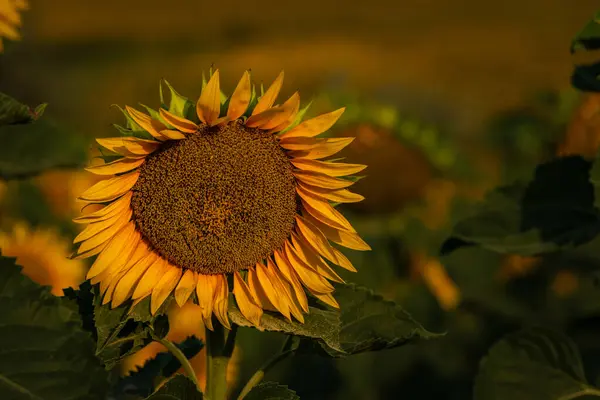 One Beautiful Sunflower Sunrise Natural Background Selective Focus Golden Light — Stock Fotó