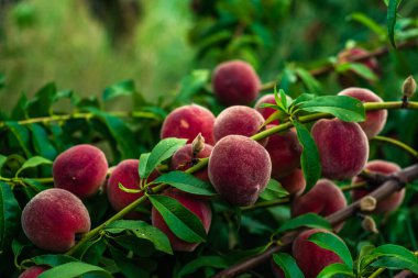 Peaches growing on a tree  branches Fresh sunset light blur green background Natural fruit.  organic  Ripe Moldova Beautiful close up