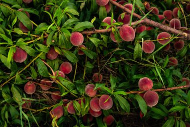 Ağaç dallarında yetişen şeftaliler taze günbatımı ışığı yeşil arka planı bulanıklaştırır doğal meyve. Organik Olgunlaşmış Moldova Güzel yakın plan