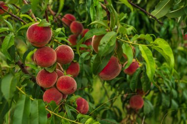 Ağaç dallarında yetişen şeftaliler taze günbatımı ışığı yeşil arka planı bulanıklaştırır doğal meyve. Organik Olgun Moldova Güzel Çok verimli bir ağaç