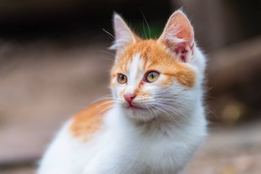 Kırmızı, yeşil, mavi gözlü, küçük, kırmızı kedicik. Kızıl, şirin bir kedi portresi. Mutlu sevimli kedi, güzel pofuduk kırmızı turuncu kedi çimlerin üzerinde uzan.