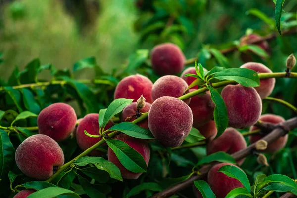 Peaches Growing Tree Branches Fresh Sunset Light Blur Green Background — Stockfoto