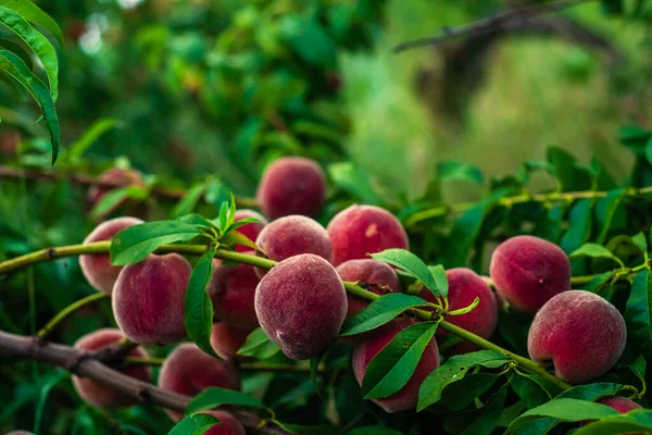 Peaches Growing Tree Branches Fresh Sunset Light Blur Green Background — Stockfoto