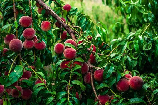 Peaches Growing Tree Branches Fresh Sunset Light Blur Green Background — Foto de Stock