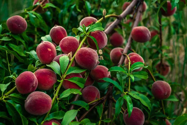 Peaches growing on a tree  branches Fresh sunset light blur green background Natural fruit.  organic  Ripe Moldova Beautiful close up
