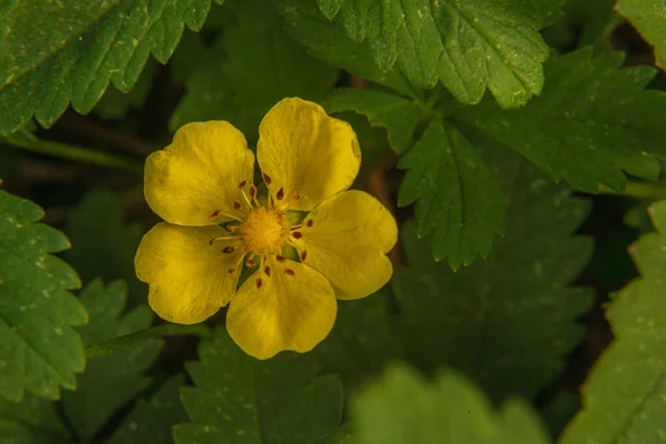 Yellow Cinquefoil Flower Fingerkraut Gallen Switzerland Its Latin Name Potentilla — Photo