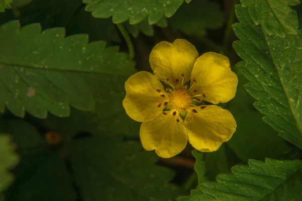 Fiore Giallo Cinquefoil Fingerkraut San Gallo Svizzera Suo Nome Latino — Foto Stock