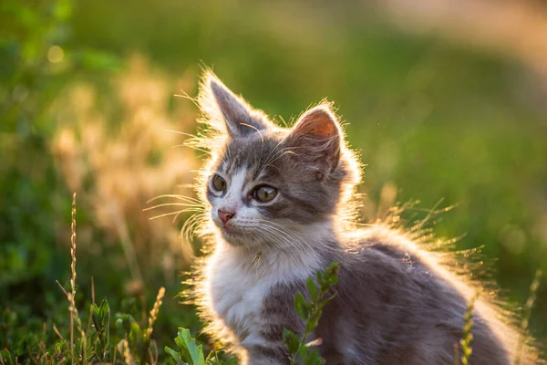 White Gray Cat Little Grey Kitten Portrait Cute Ginger Kitten — Foto de Stock