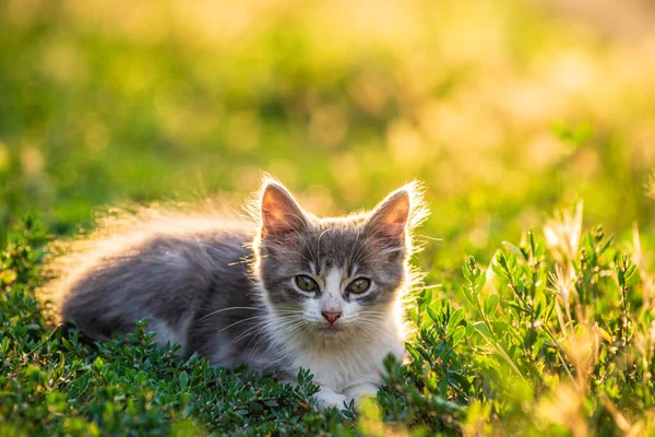 White Gray Cat Little Grey Kitten Portrait Cute Ginger Kitten — Stockfoto