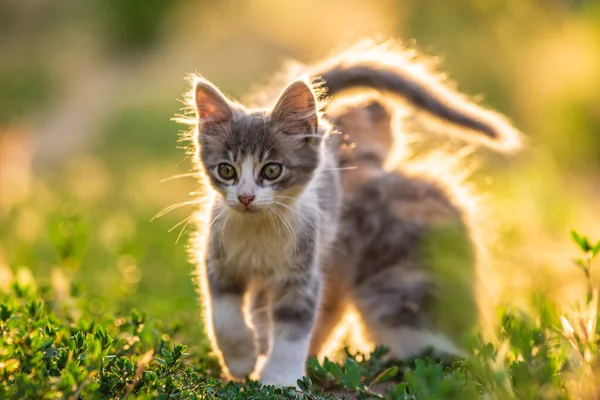 white gray Cat  Little grey kitten. Portrait cute ginger kitten. happy adorable cat, Beautiful fluffy  cat lie in grass outdoors in garden sunset light golden hour