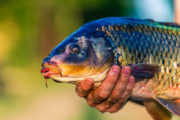 Man holding beautiful big carp.Angling. Carp fishing. Fishing adventures, carp fishing. Mirror carp (Cyprinus carpio),. Angler trophy. Sunset Live fresh just caught pond,  big fish