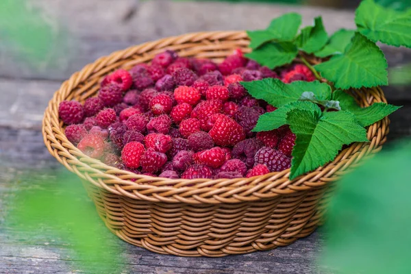 Fresh Organic Ripe Raspberry Wood Table Background Woven Basket Fruit — Stock Photo, Image