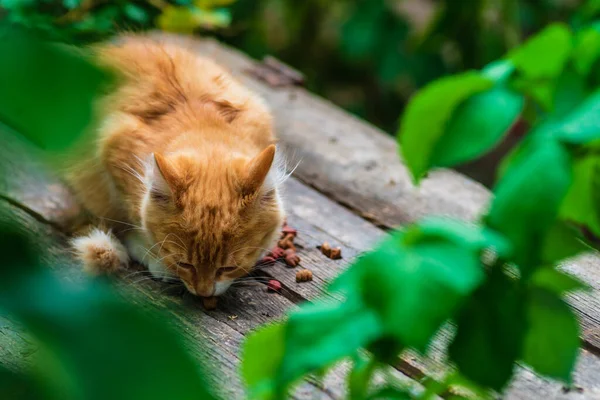 Red Cat Kind Green Blue Eyes Little Red Kitten Portrait — Stockfoto