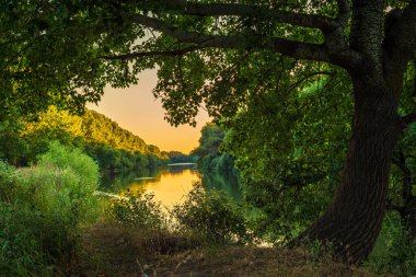 Nehir kenarındaki çayırda güneşli bir yaz sabahı. Manzaralı kırsal alan. Yeşil arka plan. Orman sisli sabah sisi söğüt ağacı kırsal bölge güzel Dinyester (Nistru) Ulusal Parkı Moldova