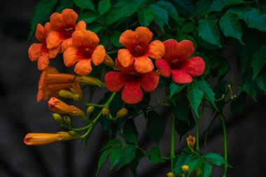 Trompet asması (Campsis radyan) çiçekleri ve yaprakları içeren yakın çekim. Bu tırmanma bitkisine aynı zamanda trompetçi ou Virginian trompet çiçeği de denir. turuncu, kırmızı.