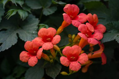 Trompet asması (Campsis radyan) çiçekleri ve yaprakları içeren yakın çekim. Bu tırmanma bitkisine aynı zamanda trompetçi ou Virginian trompet çiçeği de denir. turuncu, kırmızı.