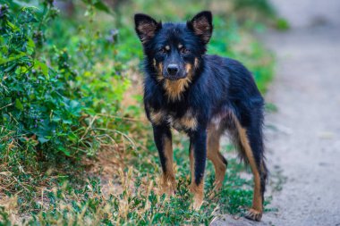 Güneşli bir günde dışarıda dikilen, yan yana duran, dili dışarı çıkaran, arka planda yeşil bir köpek..