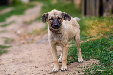 Başıboş köpek yavrusu gözleri evsiz sokak köpeği üzgün görünümlü, kulakları kıvrık bir sokak köpeği kameraya bakıyor. Kırsal toprak yol yeşili