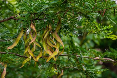 Ceratonia silikası, genellikle yabani keçiboynuzu ağacı ya da keçiboynuzu çalısı, St John 's-ekmeği ya da çekirge ya da çekirge ağacı olarak bilinir.