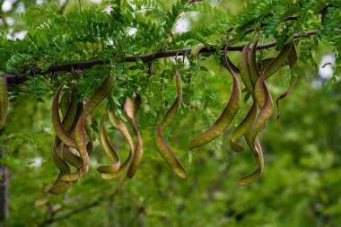 Ceratonia silikası, genellikle yabani keçiboynuzu ağacı ya da keçiboynuzu çalısı, St John 's-ekmeği ya da çekirge ya da çekirge ağacı olarak bilinir.