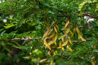 Ceratonia silikası, genellikle yabani keçiboynuzu ağacı ya da keçiboynuzu çalısı, St John 's-ekmeği ya da çekirge ya da çekirge ağacı olarak bilinir.