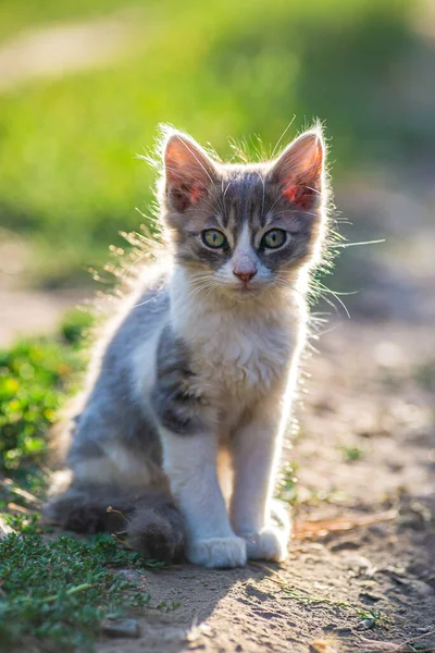 white gray Cat  Little grey kitten. Portrait cute ginger kitten. happy adorable cat, Beautiful fluffy  cat lie in grass outdoors in garden sunset light golden hour