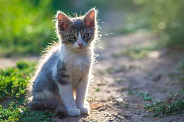 white gray Cat  Little grey kitten. Portrait cute ginger kitten. happy adorable cat, Beautiful fluffy  cat lie in grass outdoors in garden sunset light golden hour