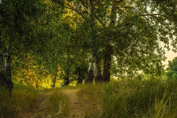 Matin Été Ensoleillé Sur Prairie Près Rivière Paysage Rural Pittoresque — Photo