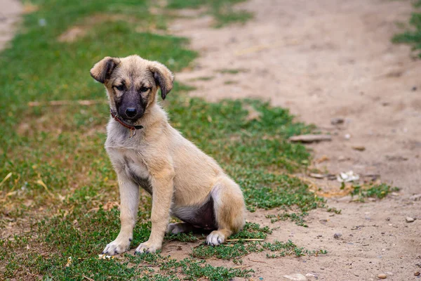 Stray Dog Puppy Eyes Sem Teto Street Dog Puppy Cão — Fotografia de Stock