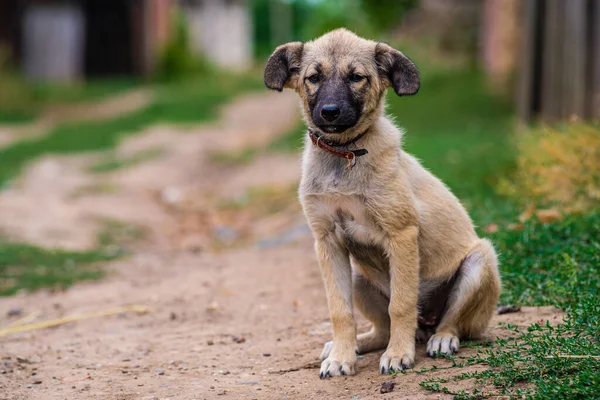 Stray Dog Puppy Eyes Sem Teto Street Dog Puppy Cão — Fotografia de Stock