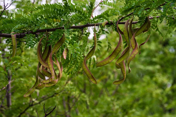 塞拉托尼亚 Ceratonia Siliqua 俗称野生红豆杉 Carob Tree 或红豆杉 Carob Bush 圣约翰面包 — 图库照片