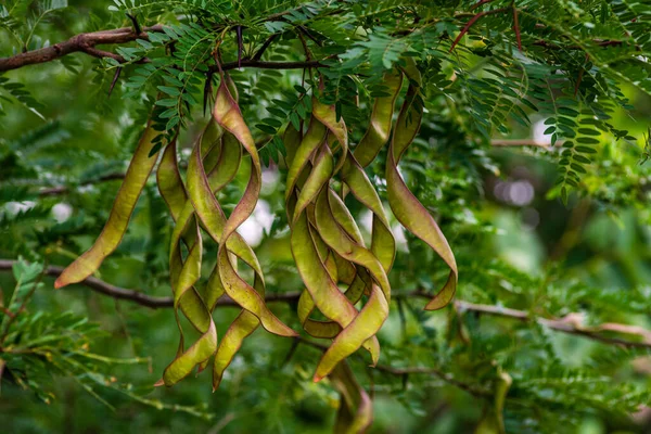 Ceratonia Siliqua Commonly Known Wild Carob Tree Carob Bush John — Foto de Stock