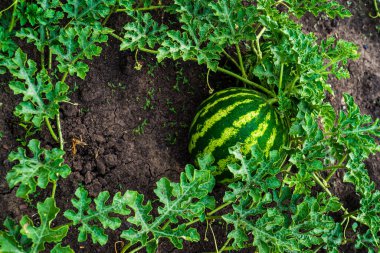 Olgun tatlı karpuzlar açık alanda organik sebze çiftliği yetiştiriyor. Bahçe yaz günü doğal